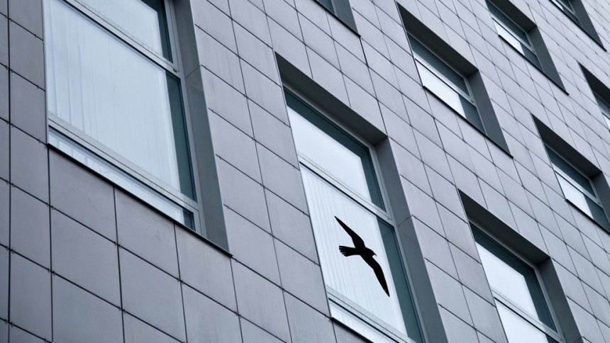 Avery Varningsfåglar för fönster – Förhindrar att fåglar och personer kolliderar med dina glaspartier