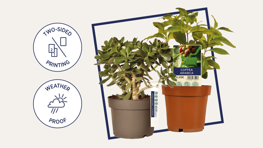 To-sidede, vejrbestandige planteetiketter vist på to potteplanter – en sukkulent og en kaffebusk – med tydelig produktmærkning.