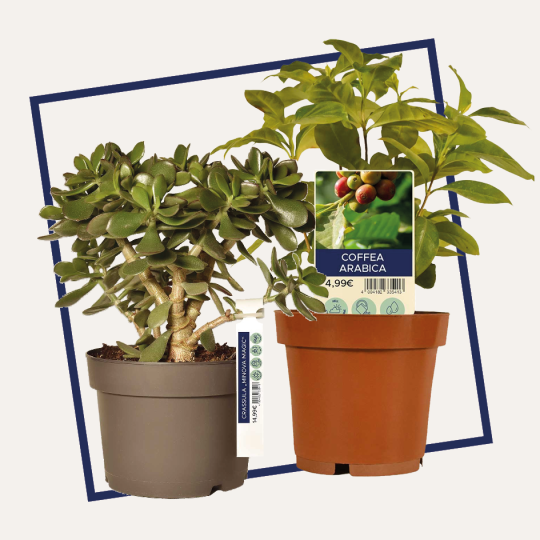 To-sidede, vejrbestandige planteetiketter vist på to potteplanter – en sukkulent og en kaffebusk – med tydelig produktmærkning.