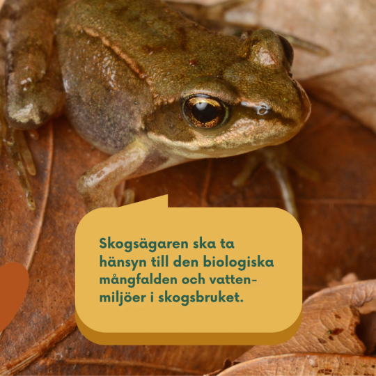 Skogsägaren ska ta hänsyn till den biologiska mångfalden och vatten- miljöer i skogsbruket.