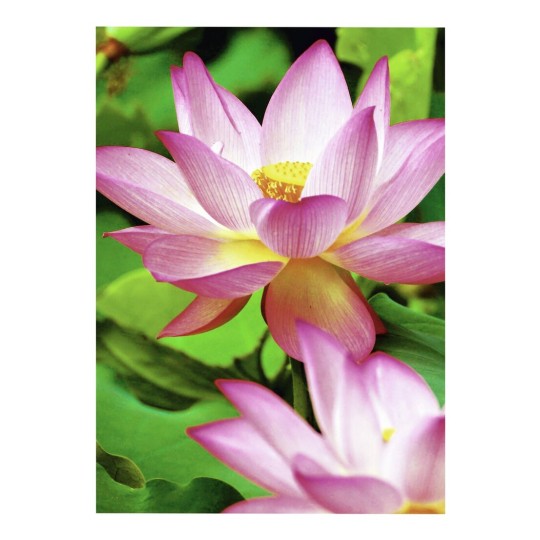 C2553-40 4004182410257 Paper Photo Premium 300g Water Lily part