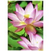 C2553-40 4004182410257 Paper Photo Premium 300g Water Lily part
